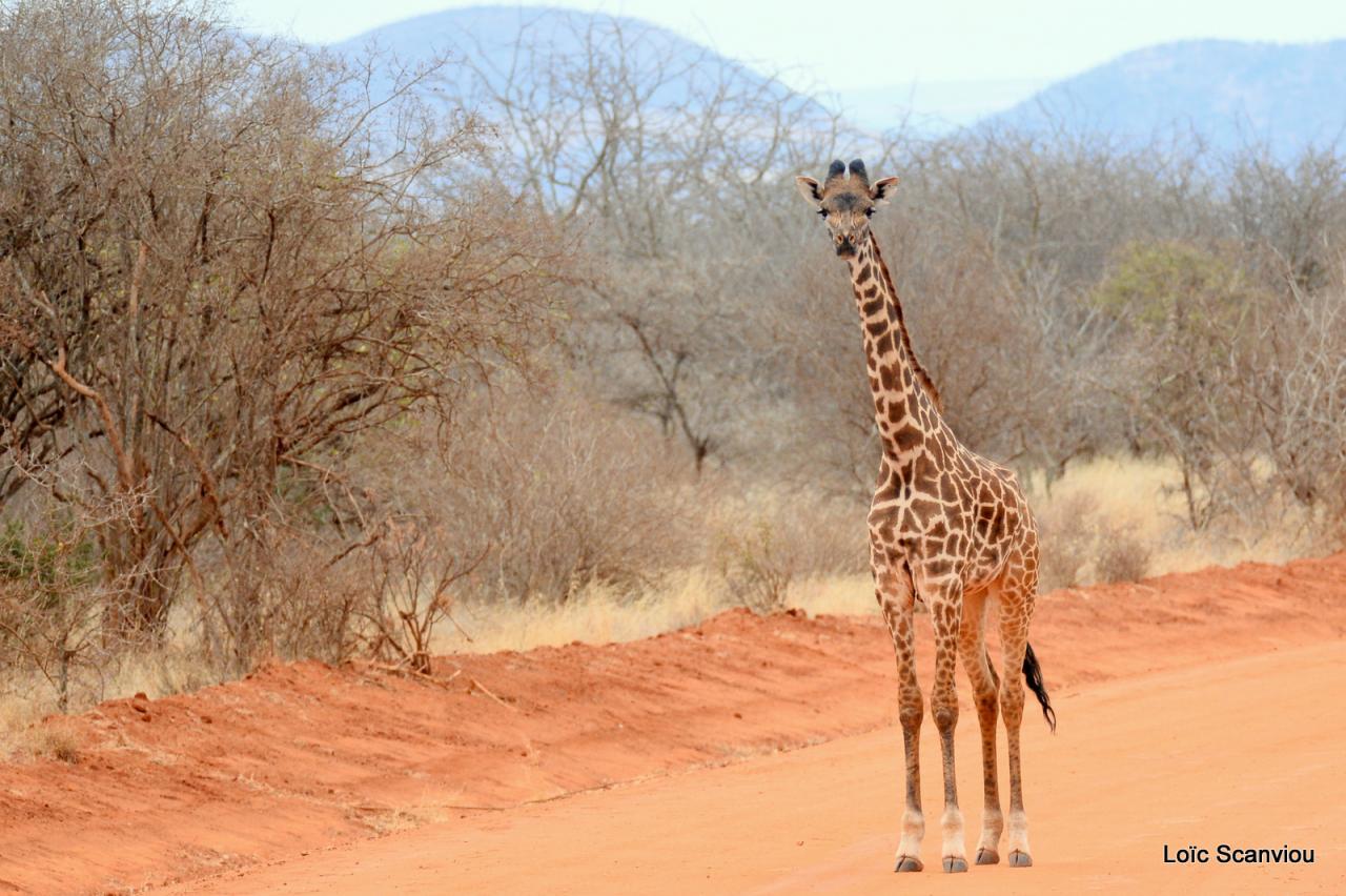 Girafe/Giraffe (1)