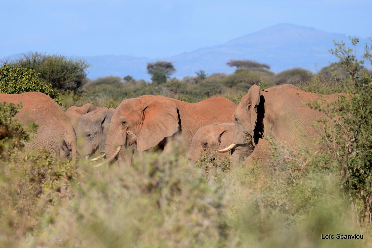 Eléphant (10)