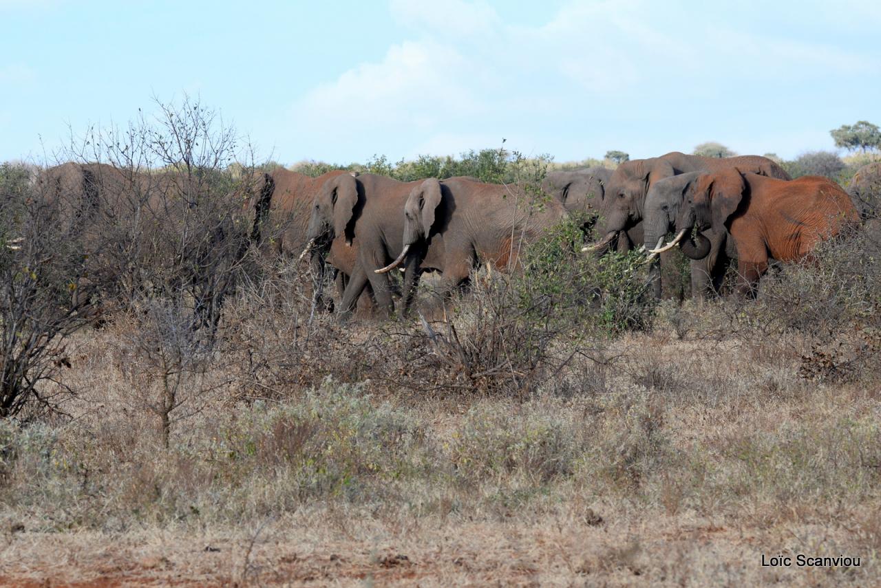 Eléphant (12)