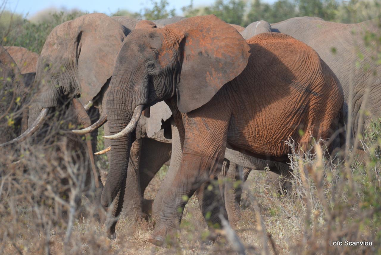Eléphant (13)