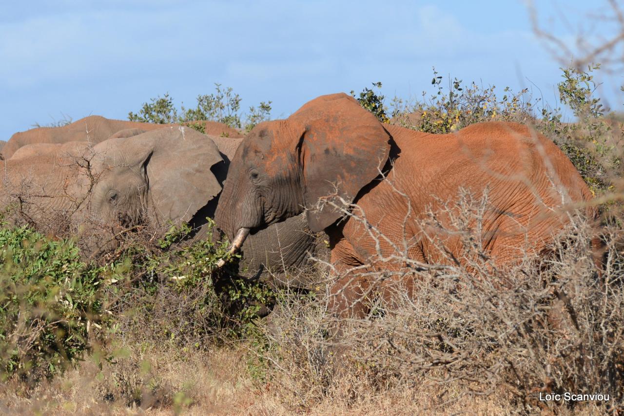 Eléphant (14)