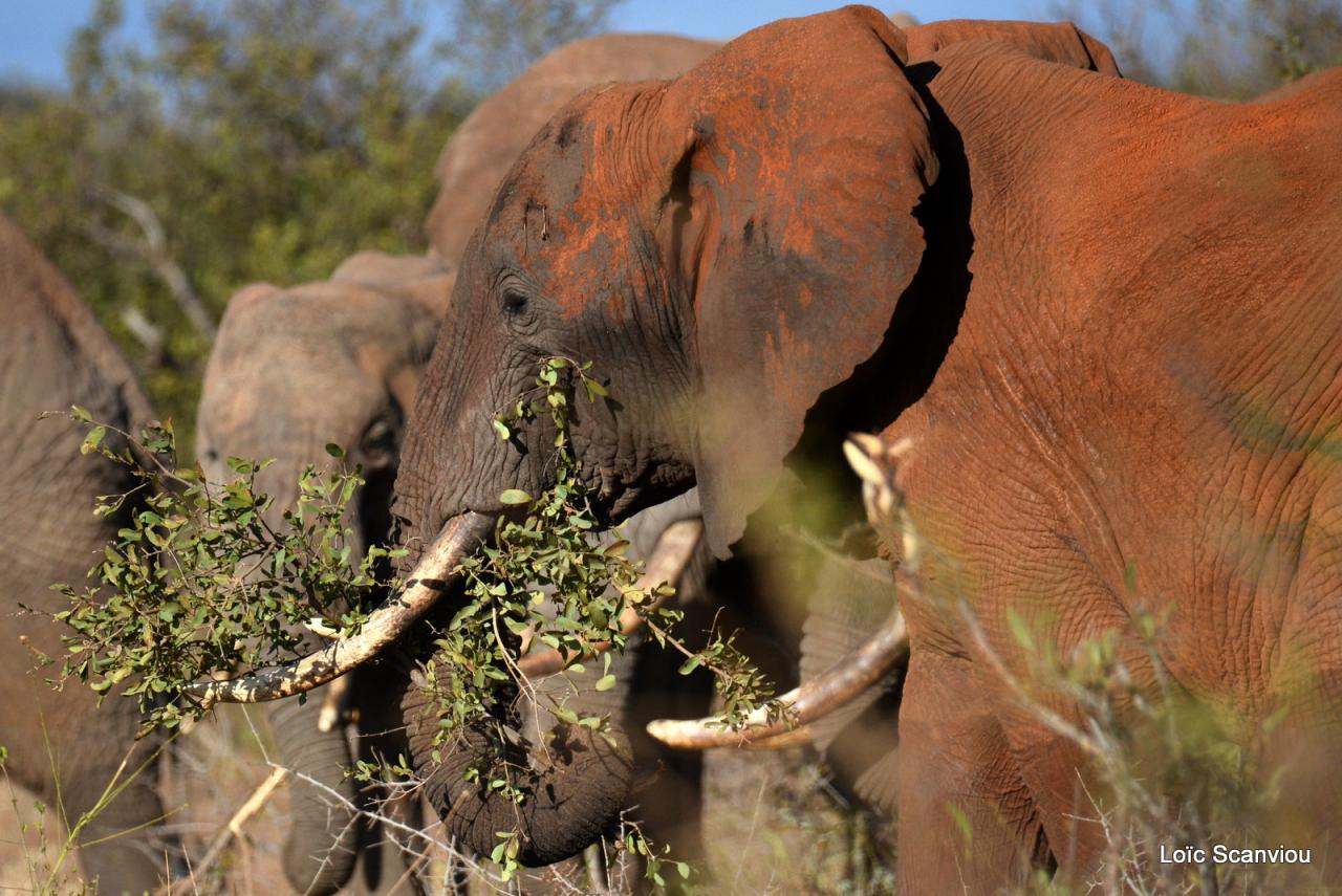 Eléphant (15)