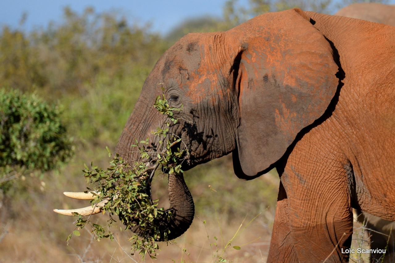 Eléphant (16)