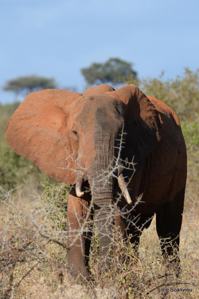 Eléphant (17)