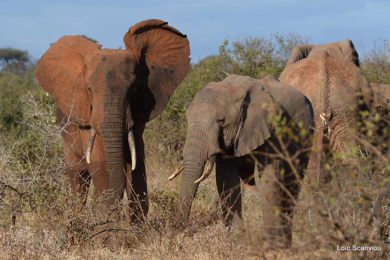 Eléphant (19)