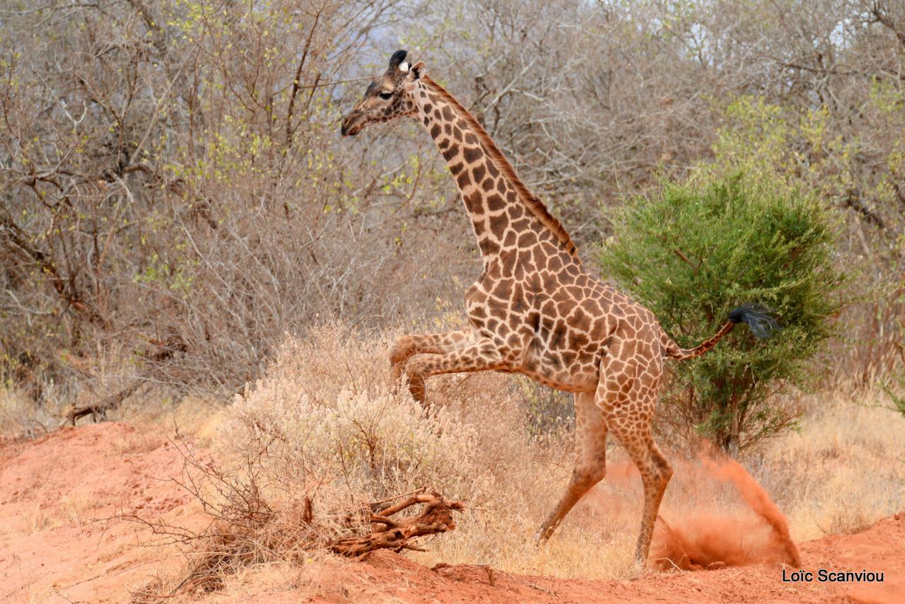 Girafe/Giraffe (2)