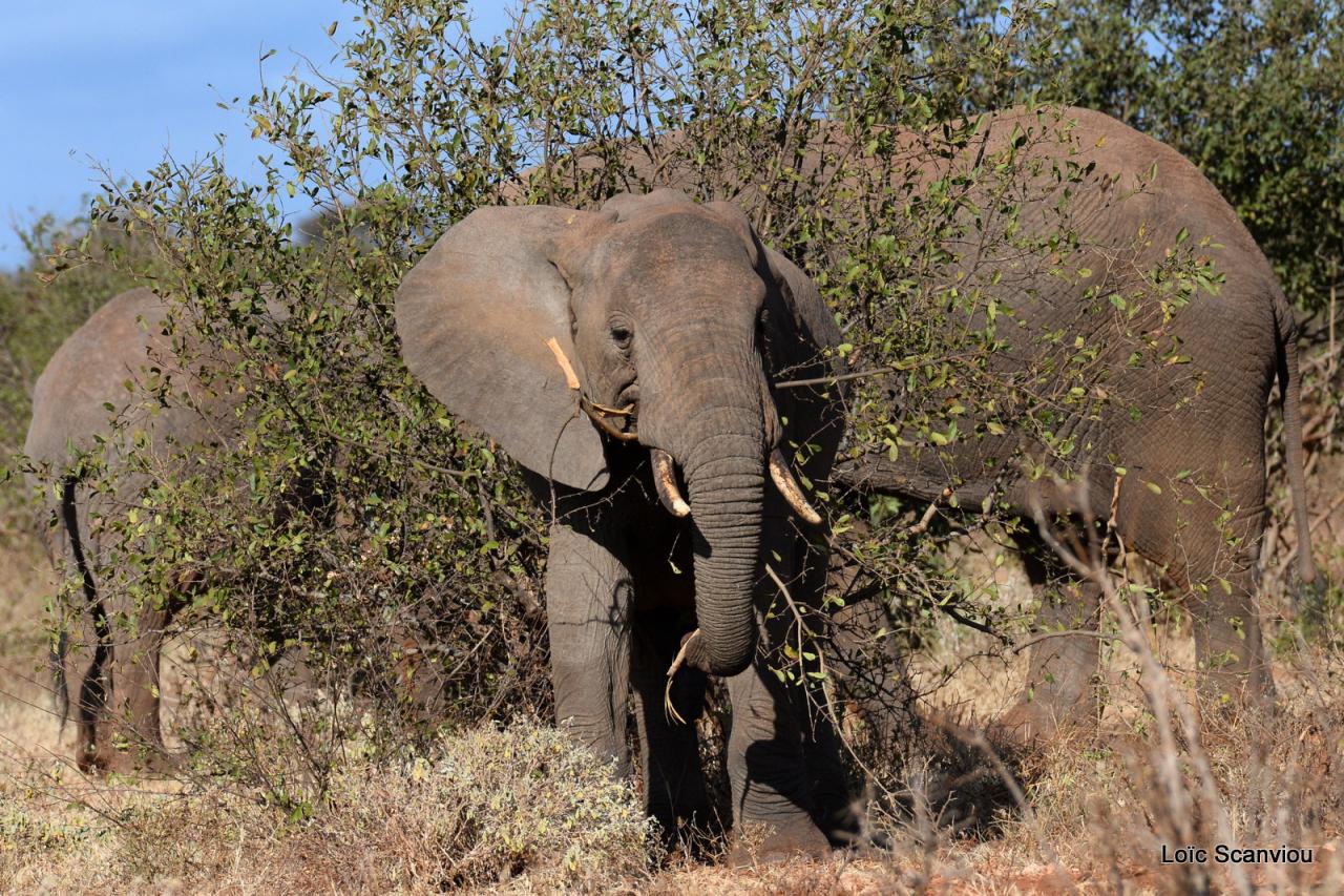 Eléphant (21)