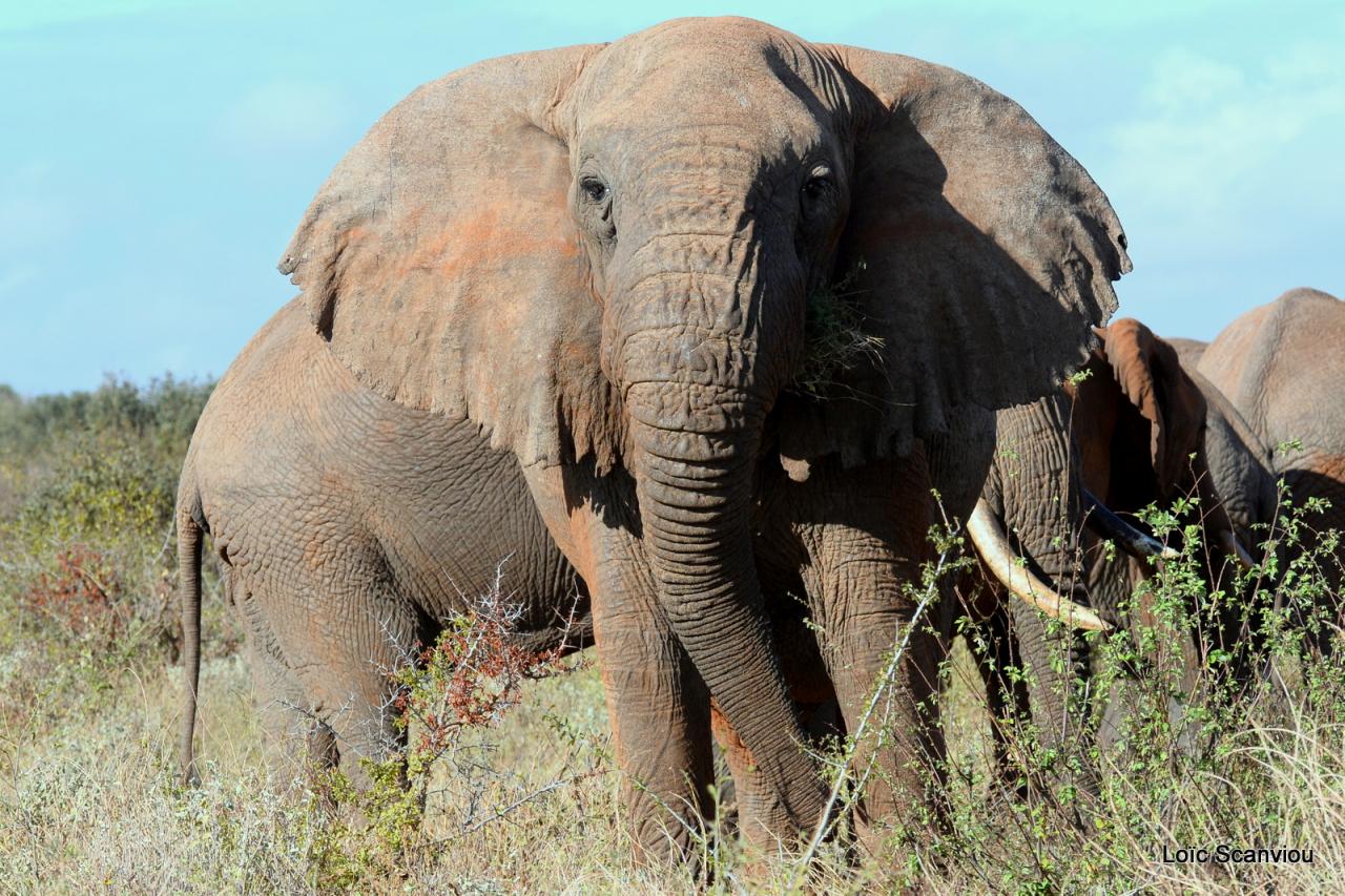 Eléphant (22)