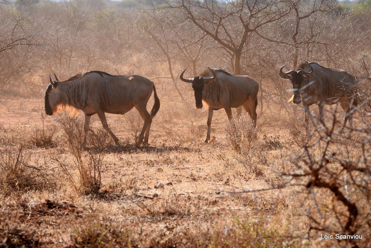Gnou/Wildebeest (5)