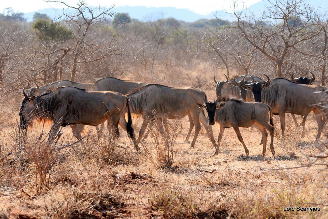 Gnou/Wildebeest (6)