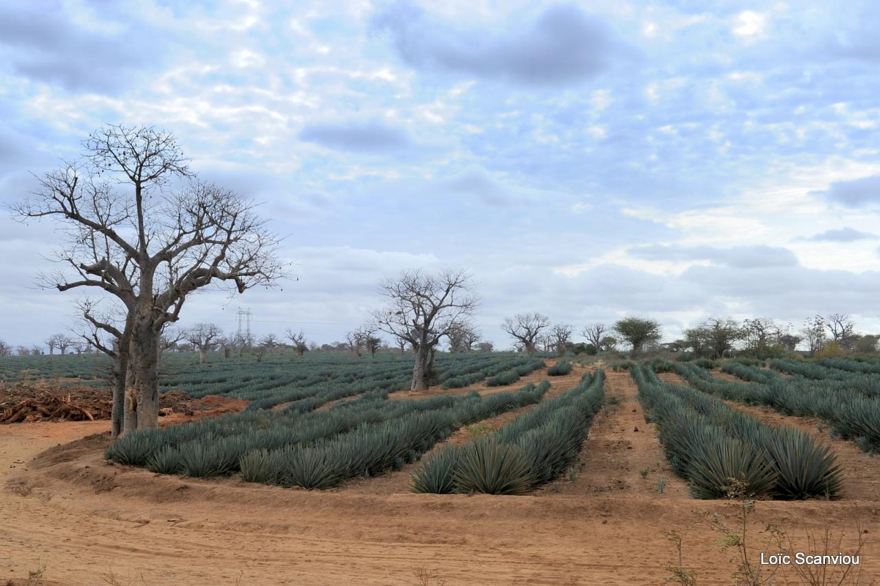 Tsavo West 2016 (95)