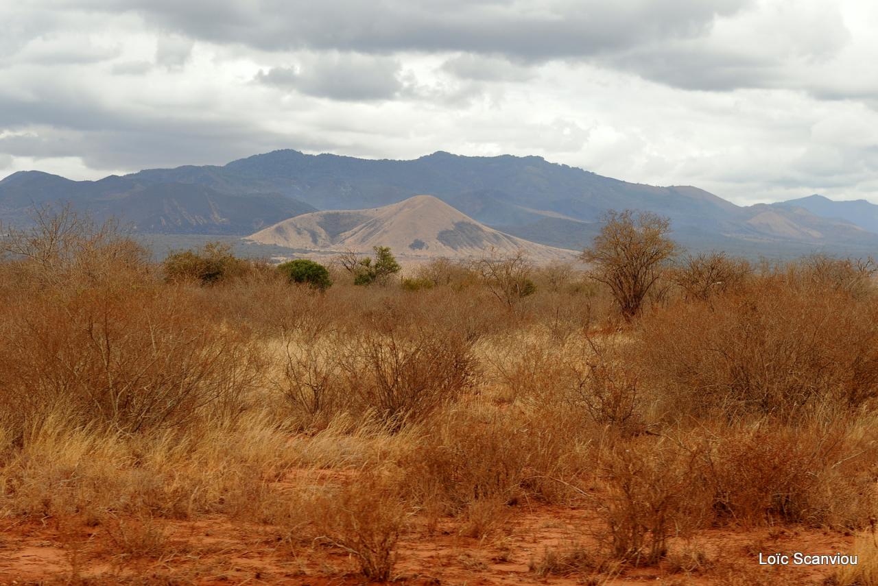 Tsavo West (1)