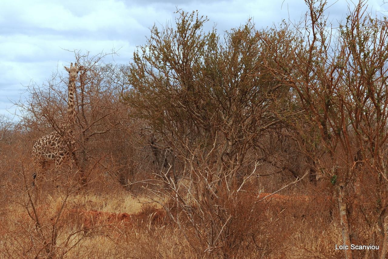 Tsavo West (2)