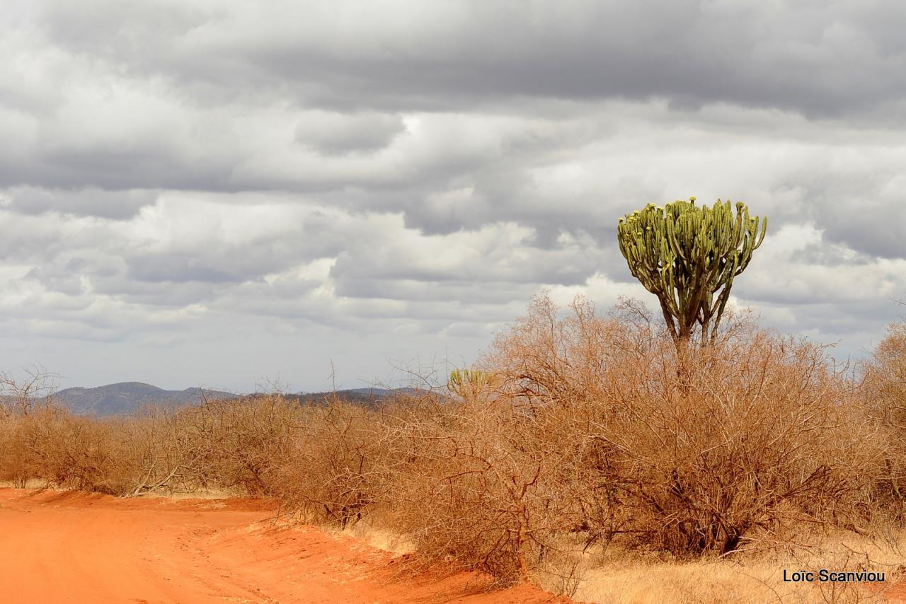Tsavo West (3)