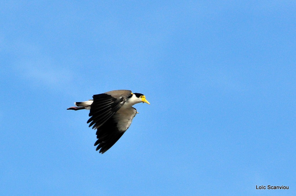 Vanneau soldat/Masked Lapwing