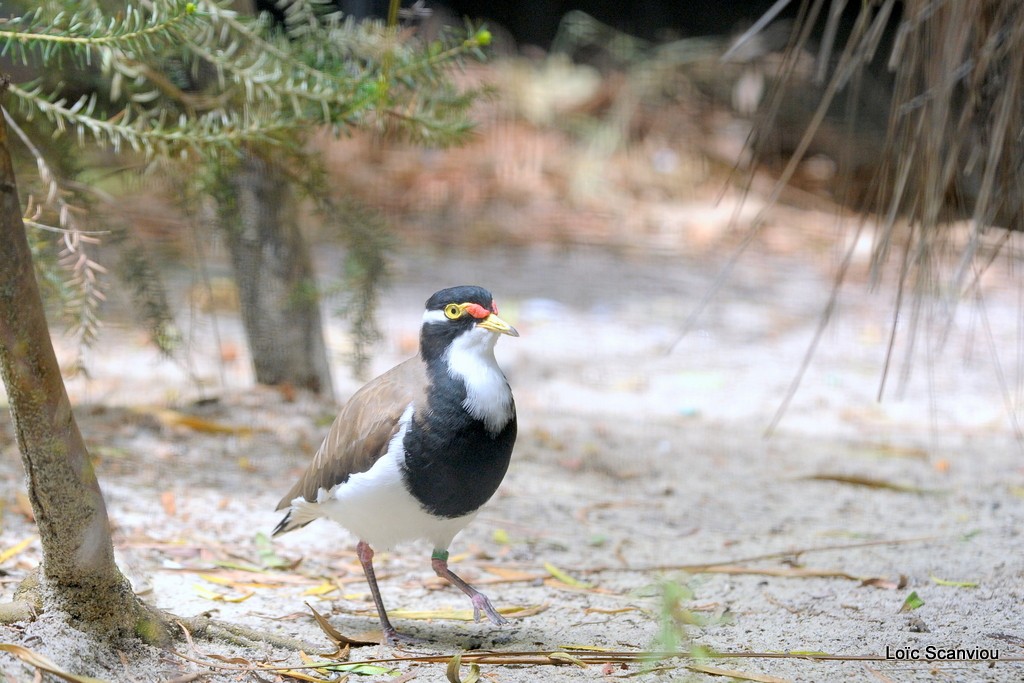 Vanneau tricolore/Banded Lapwing