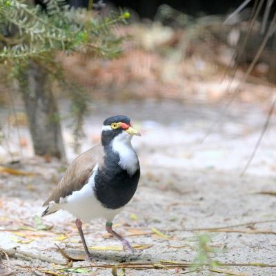 Oiseaux d'Australie