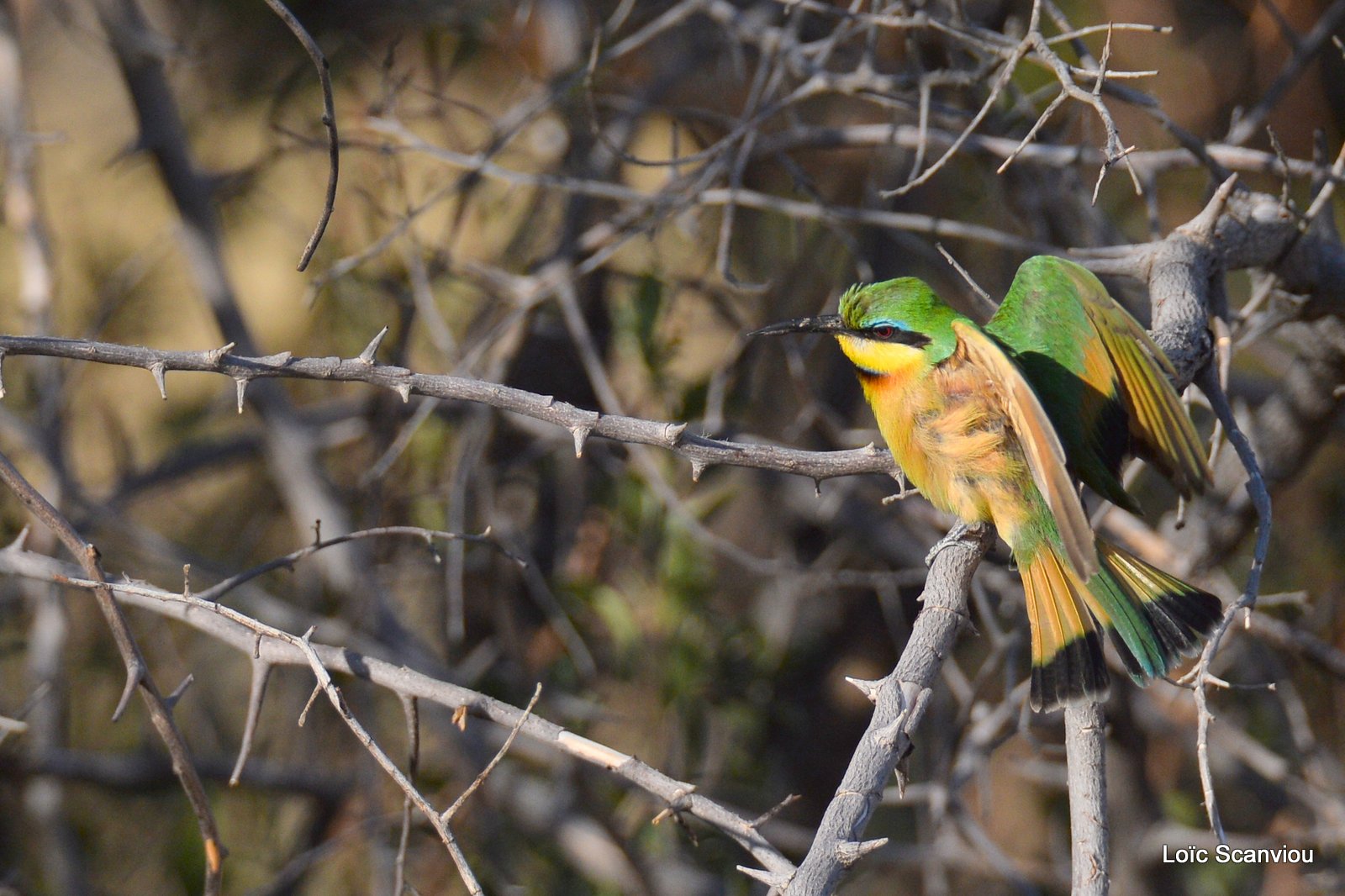 Guêpier nain/Little Bee-eater (4)