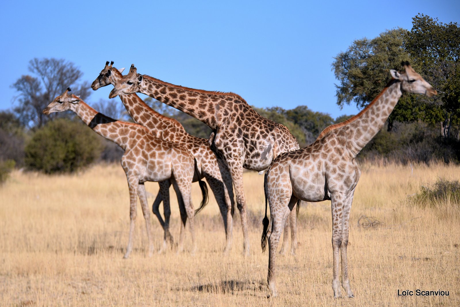 Girafe/Giraffe (4)