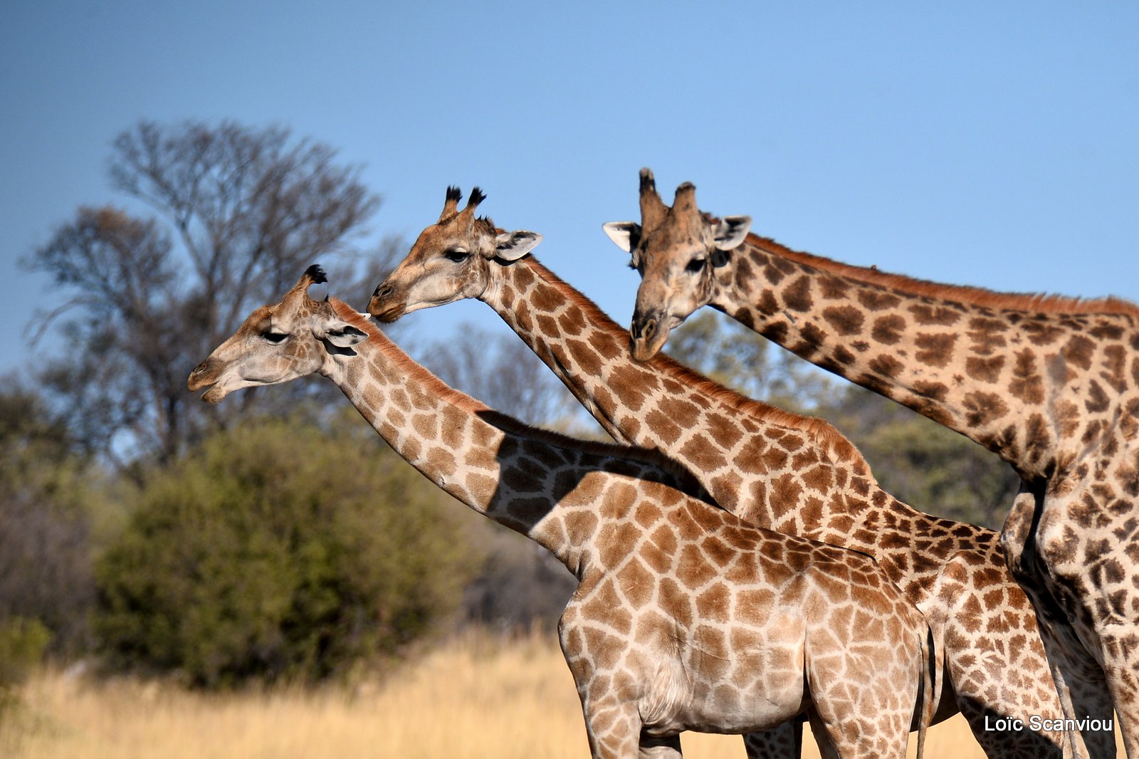 Girafe/Giraffe (5)
