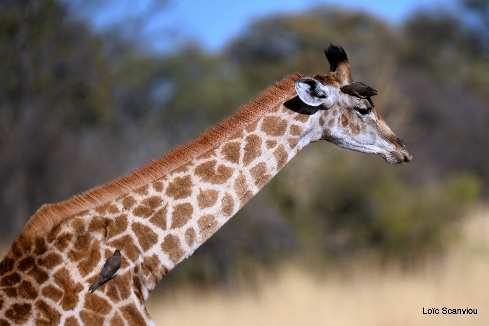 Girafe/Giraffe (6)