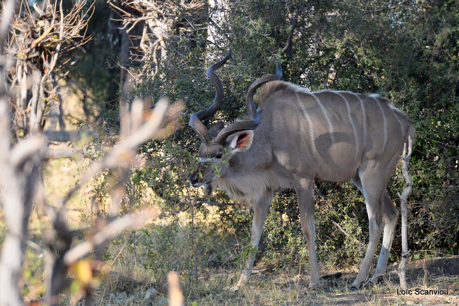 Grand koudou/Greater Kudu (1)
