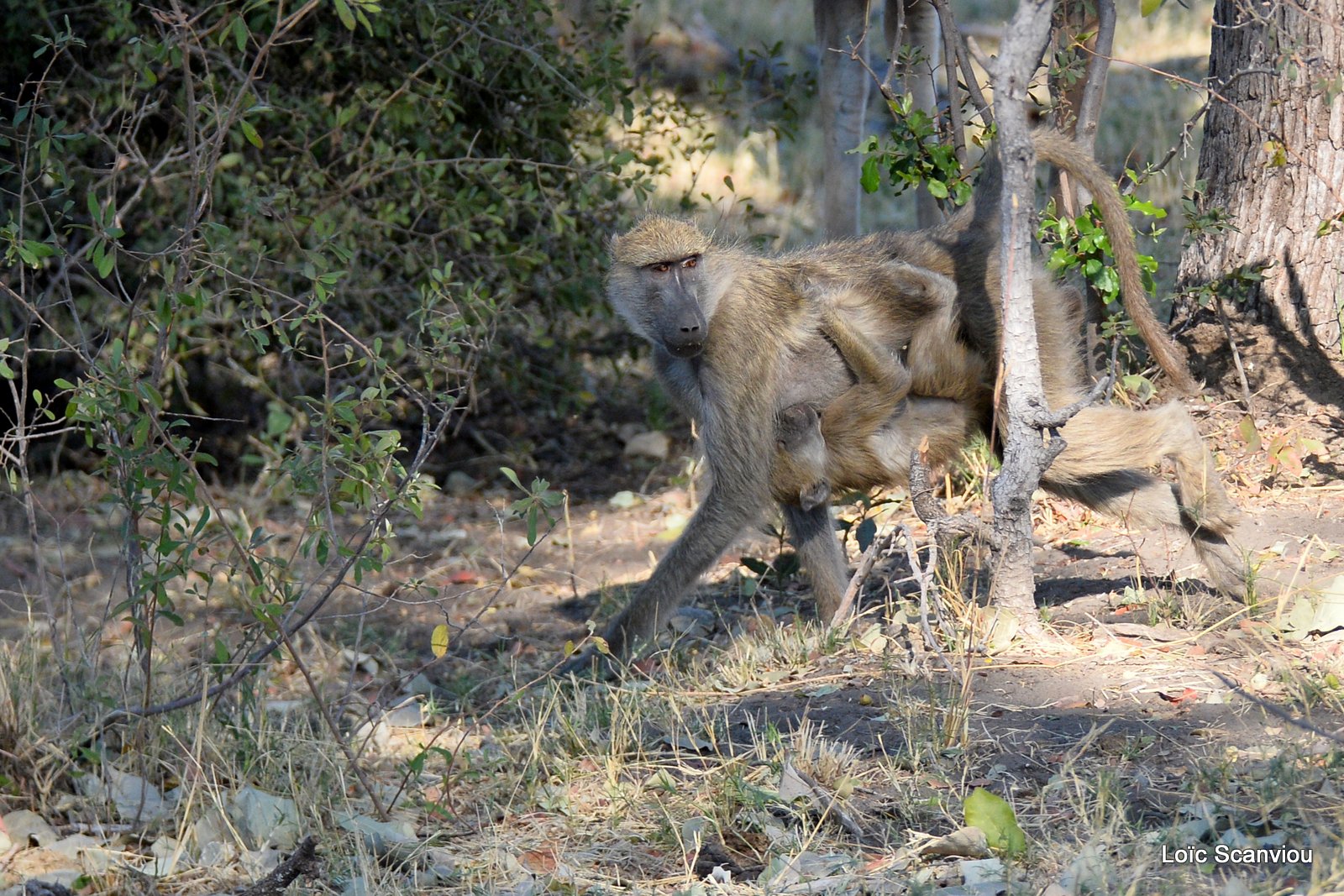 Babouin chacma/Chacma Baboon (1)