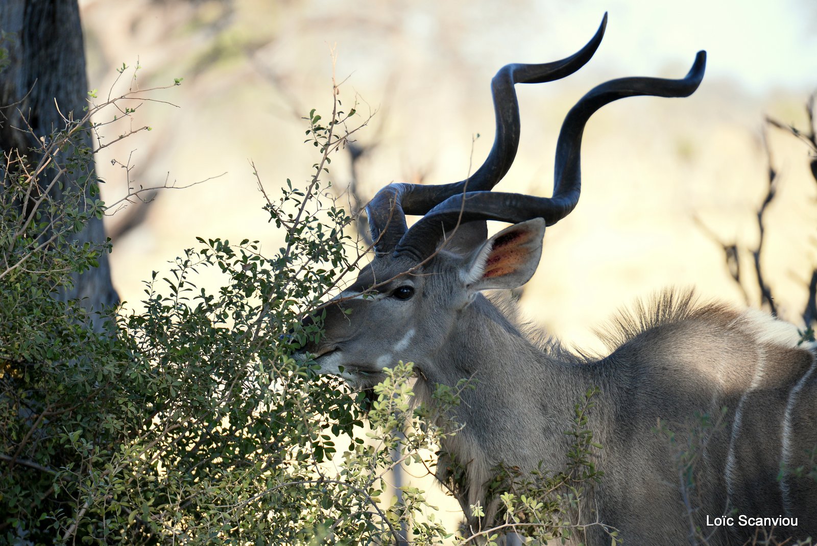 Grand koudou/Greater Kudu (2)