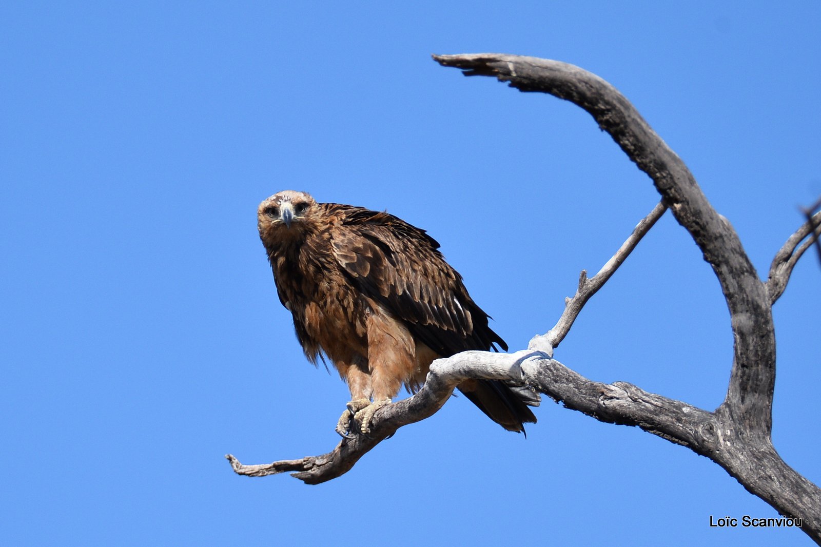Aigle des steppes/Steppe Eagle (1)