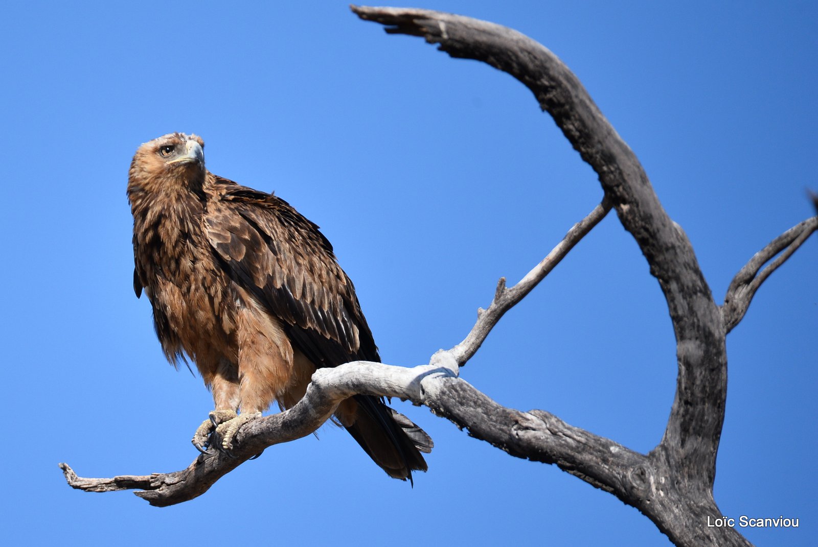 Aigle des steppes/Steppe Eagle (2)