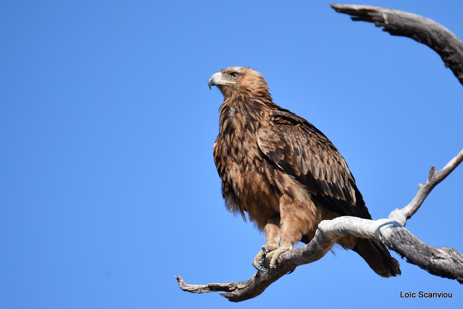 Aigle des steppes/Steppe Eagle (3)