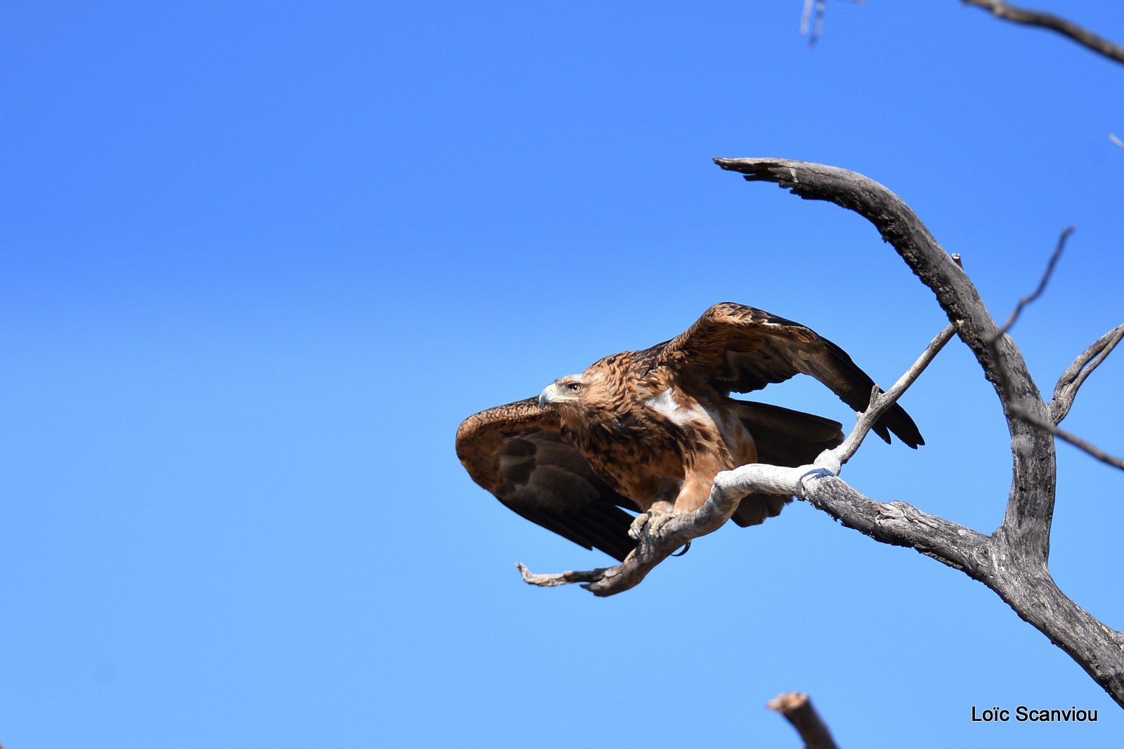 Aigle des steppes/Steppe Eagle (4)