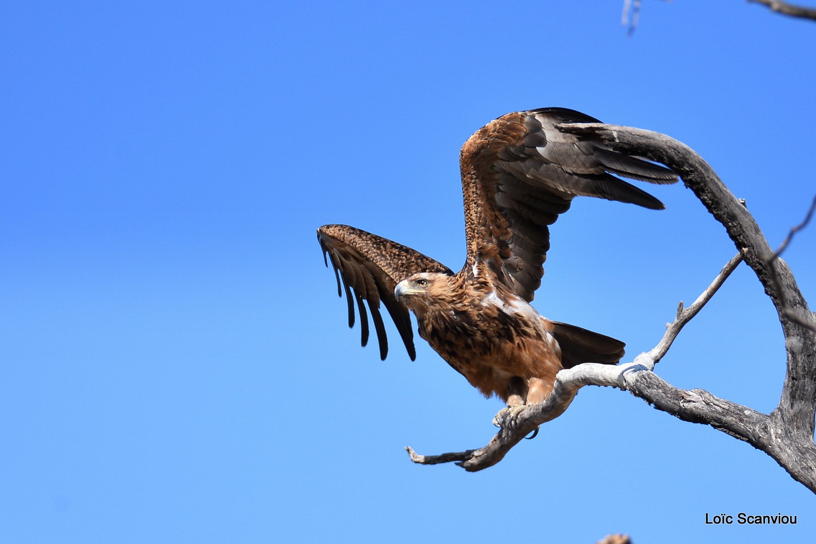 Aigle des steppes/Steppe Eagle (5)