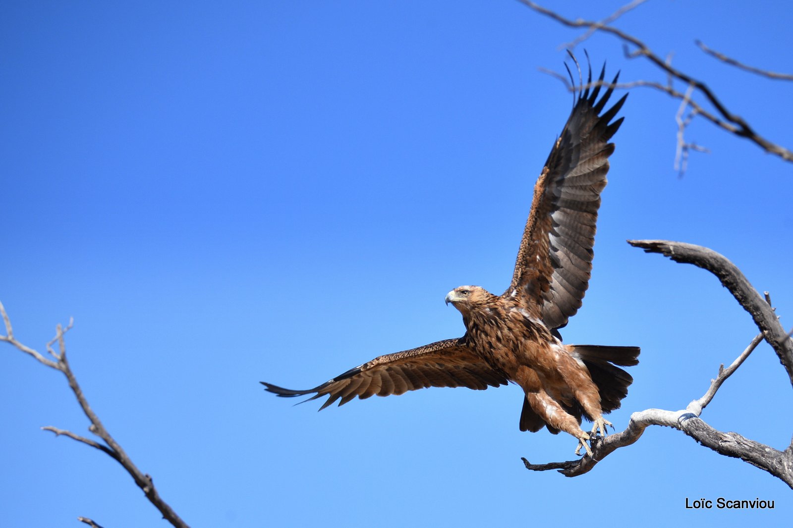 Aigle des steppes/Steppe Eagle (6)