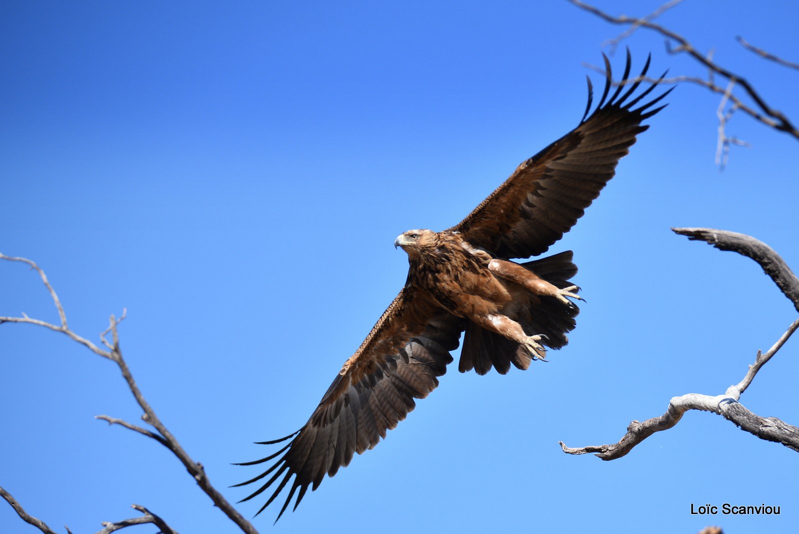 Aigle des steppes/Steppe Eagle (7)