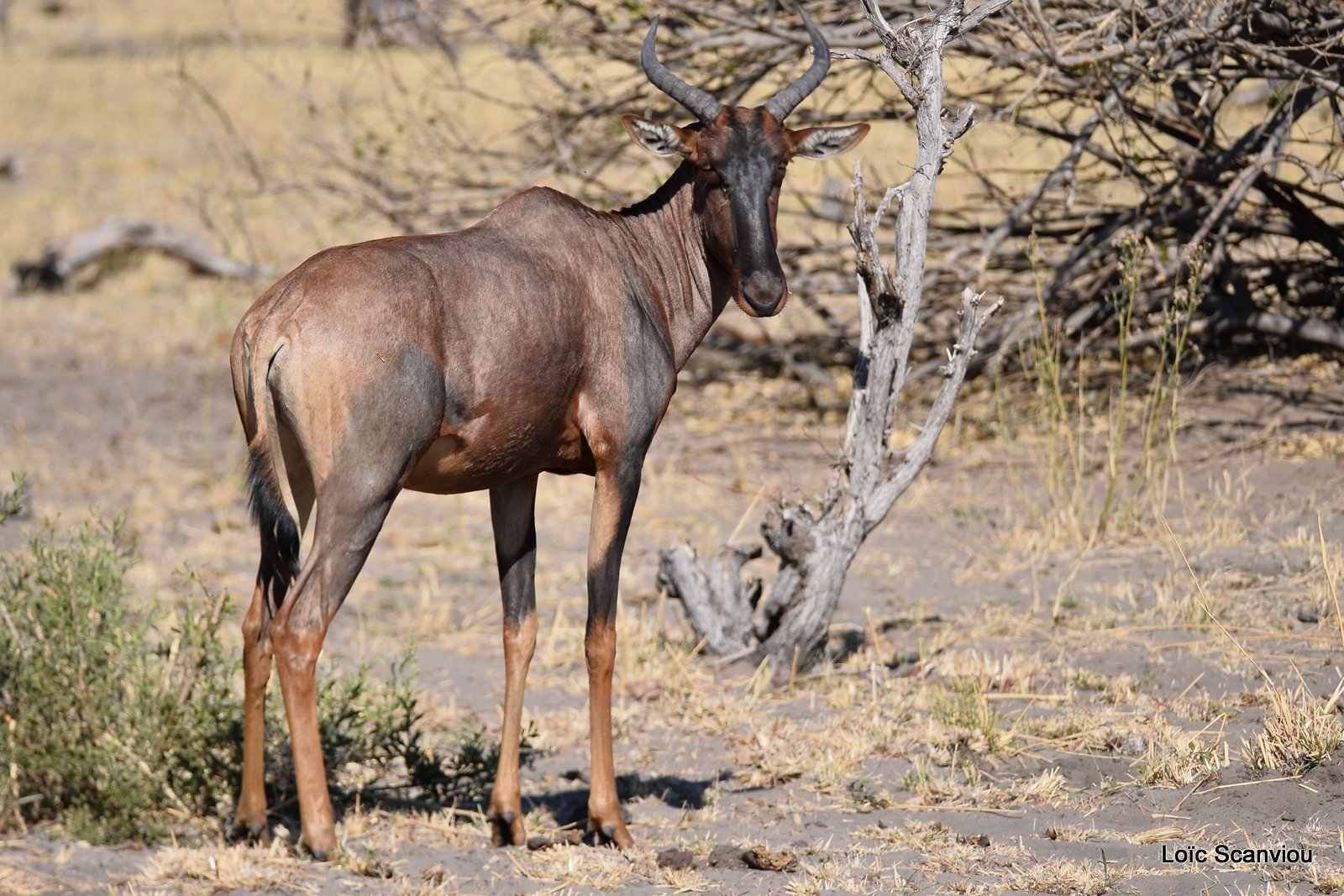 Sassabi/Tessebe (1)