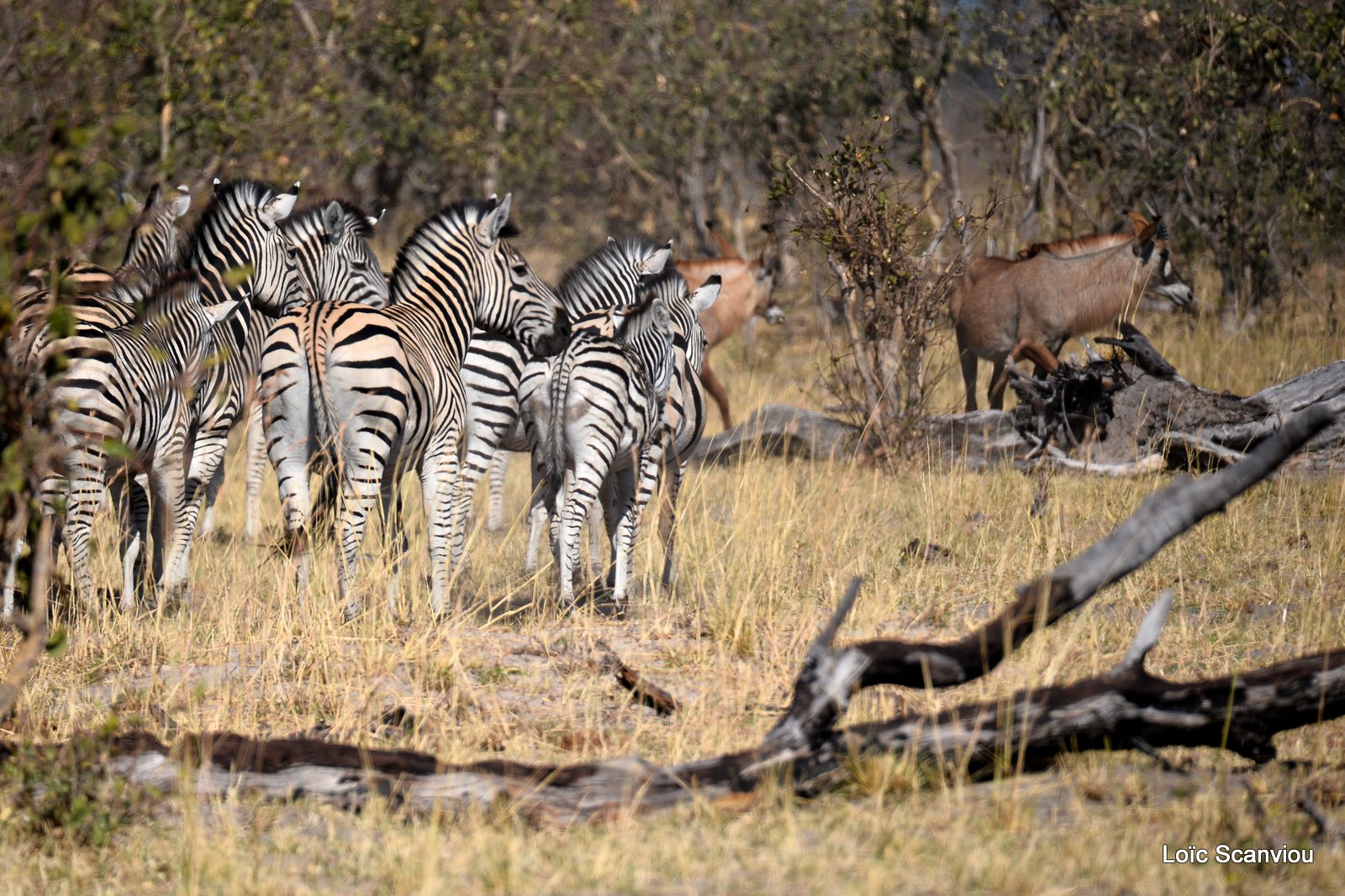 Zèbres/Zebras (7)