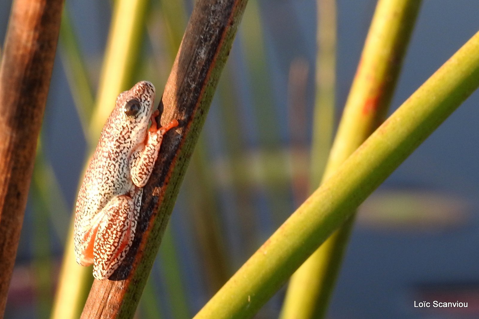 Grenouille peinte/Painted Reed Frog (1)