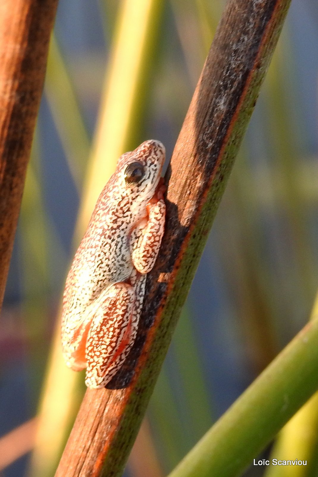 Grenouille peinte/Painted Reed Frog (2)