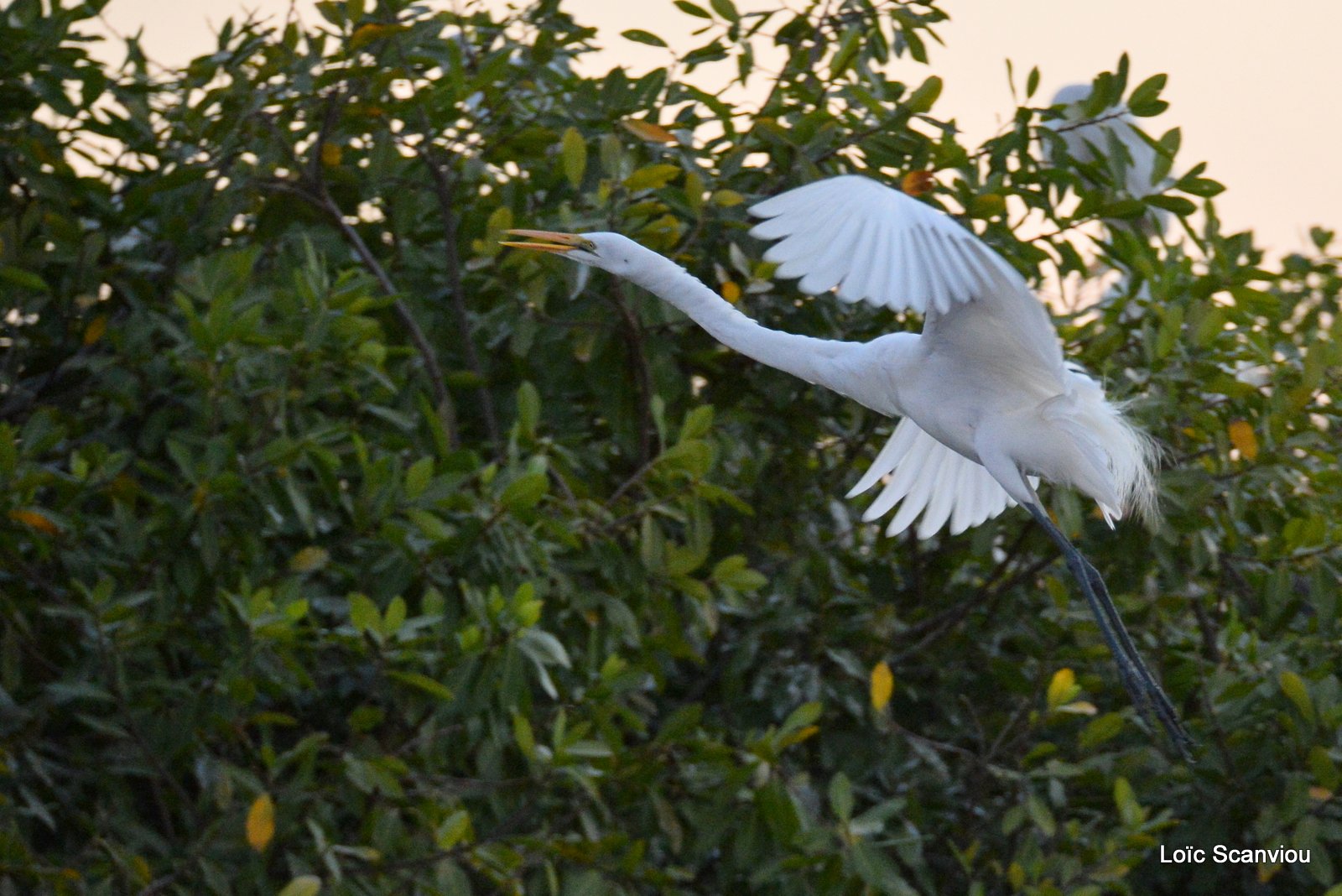 Grande Aigrette/Great White Egret (1)