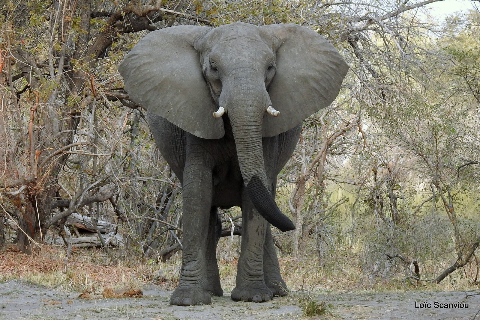 Eléphant d'Afrique/African Elephant (16)