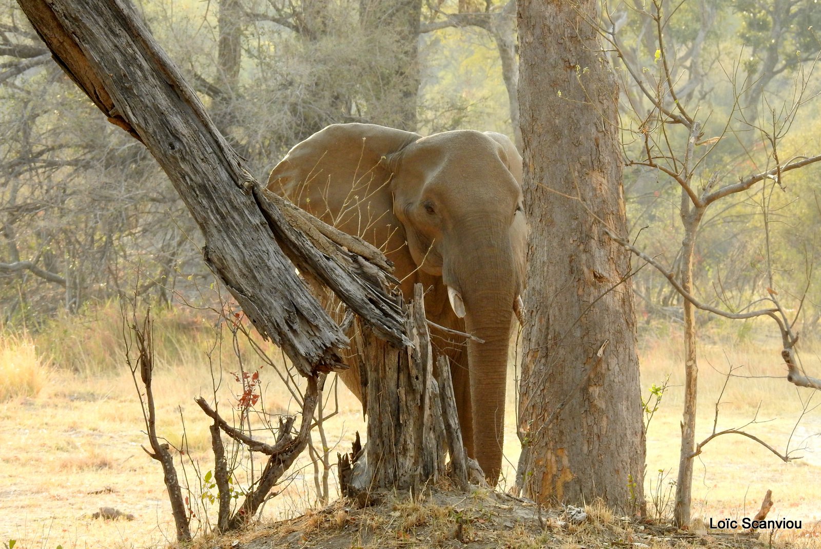 Eléphant d'Afrique/African Elephant (17)