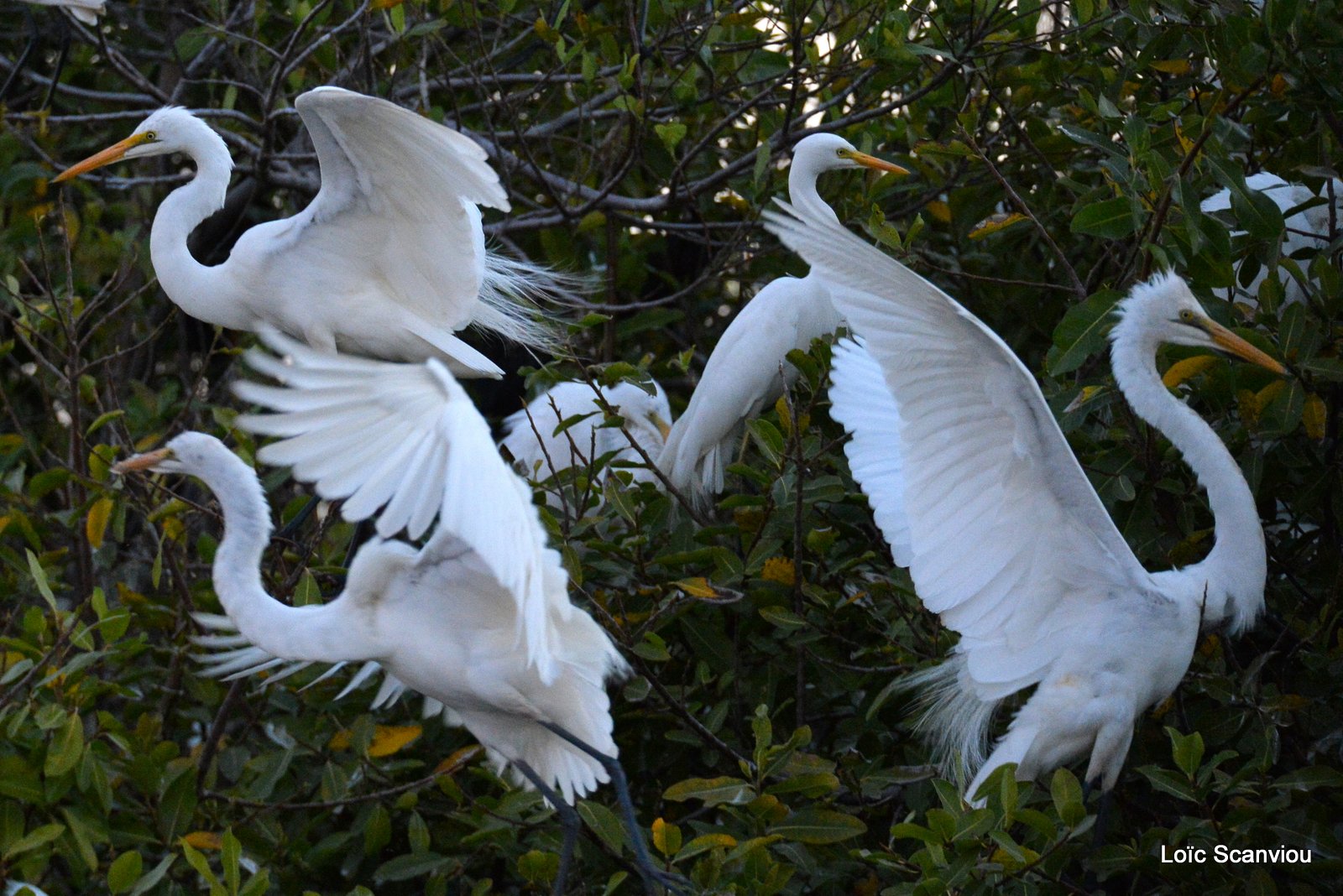 Grande Aigrette/Great White Egret (2)