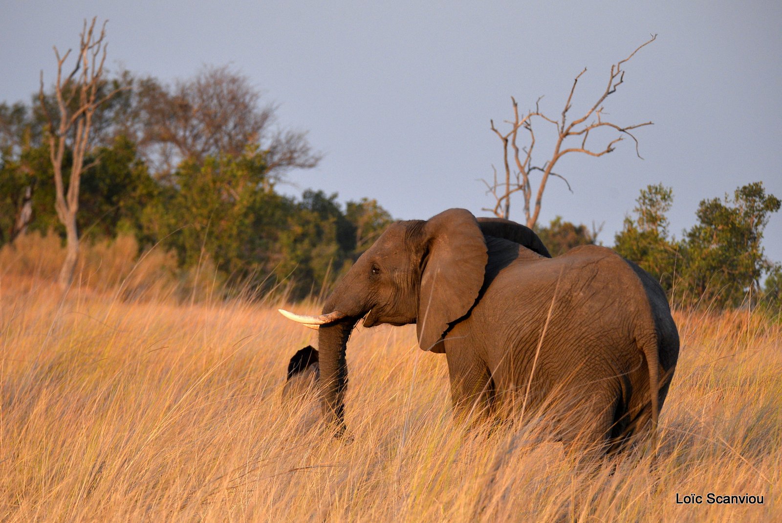 Eléphant d'Afrique/African Elephant (1)