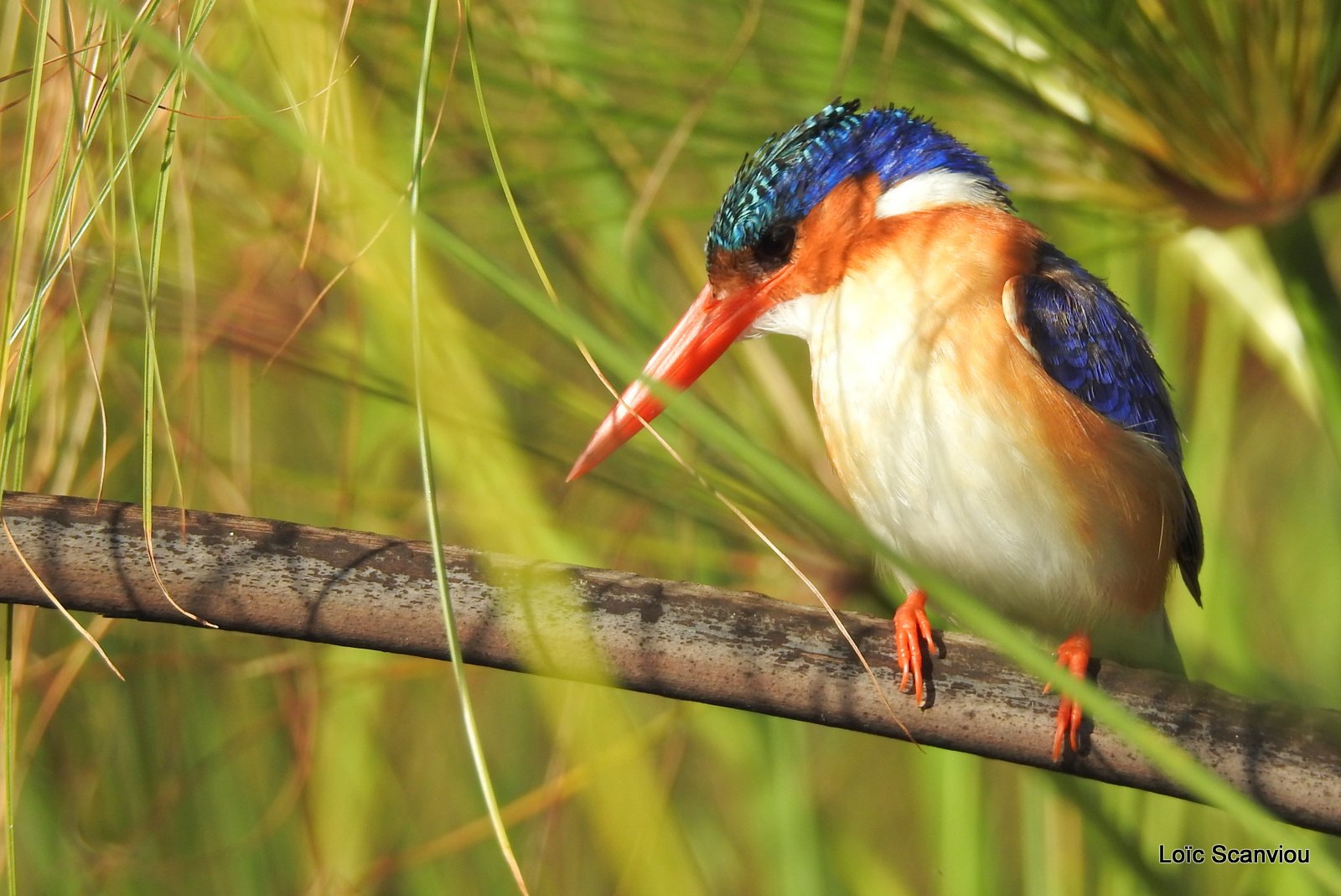 Martin-pêcheur huppé/Malachite Kingfisher (5)