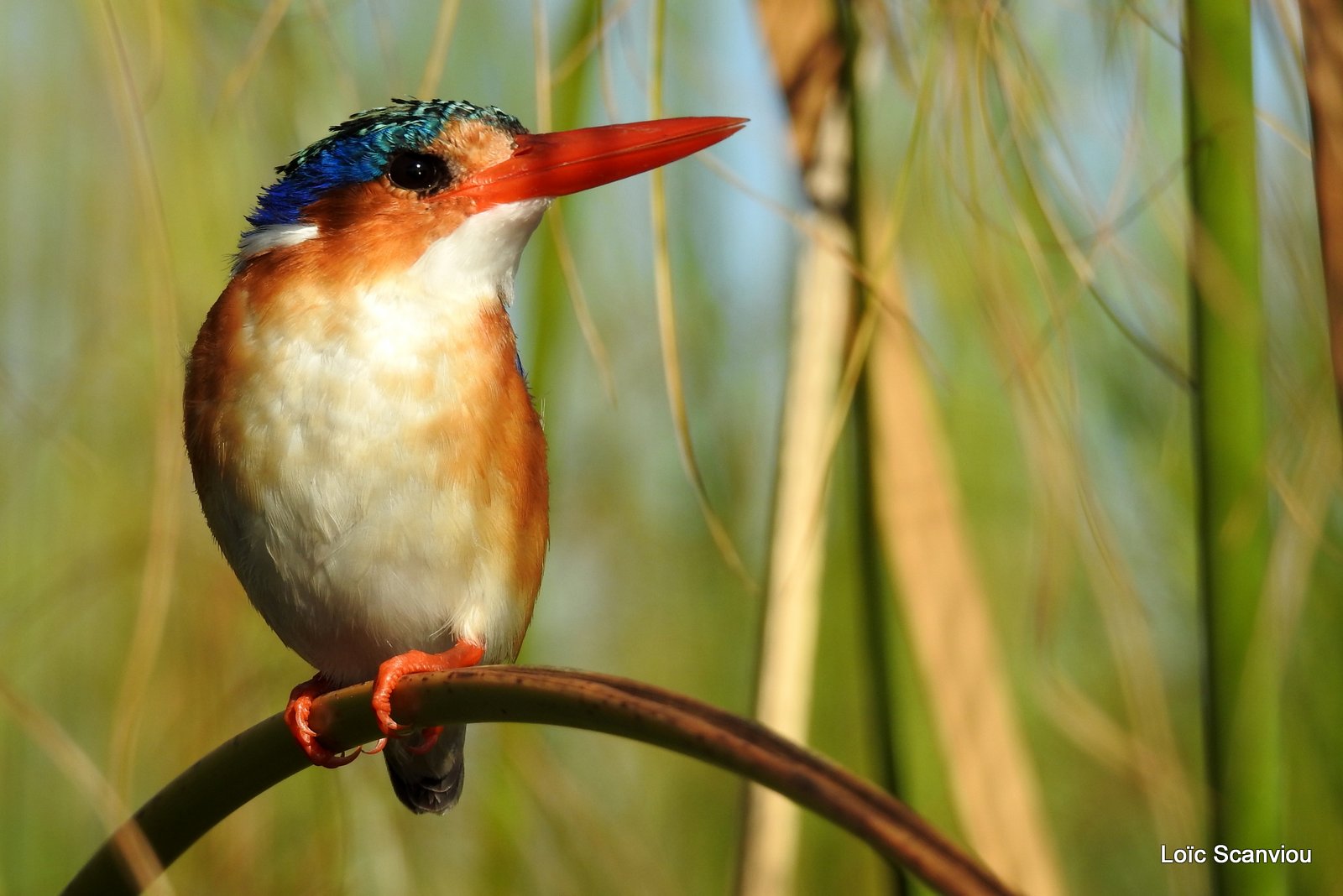 Martin-pêcheur huppé/Malachite Kingfisher (6)