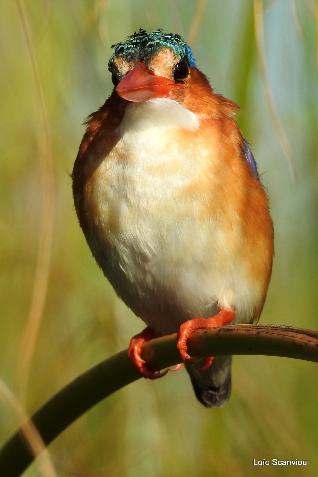 Martin-pêcheur huppé/Malachite Kingfisher (7)