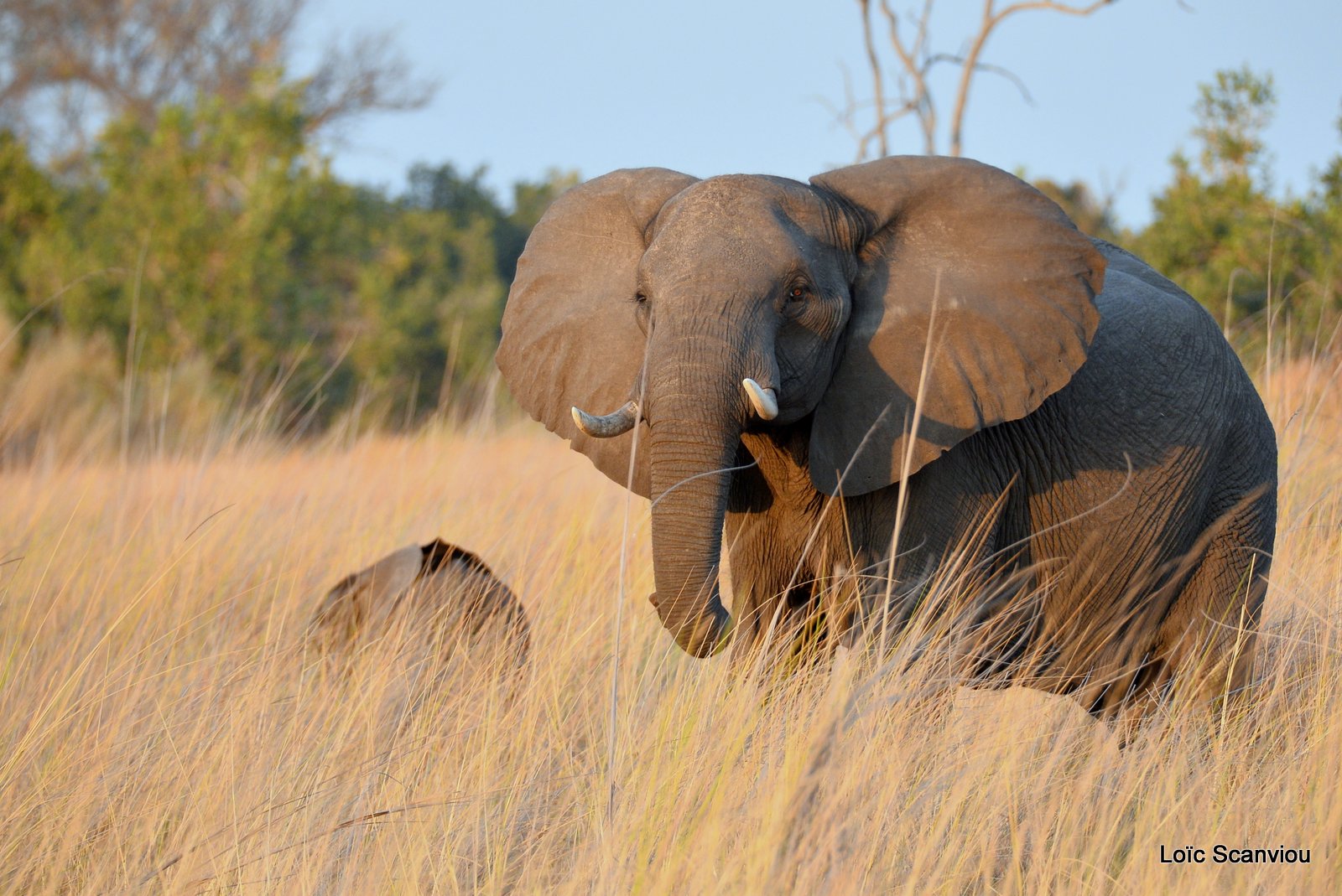 Eléphant d'Afrique/African Elephant (2)