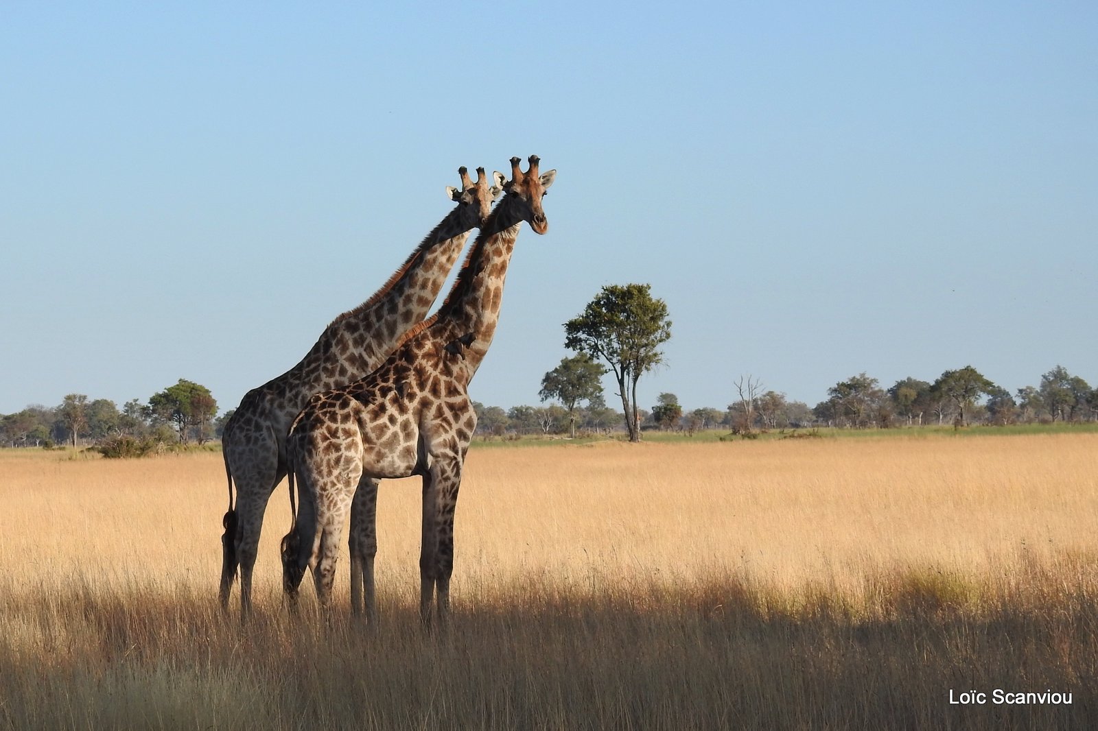 Girafe/Giraffe (7)
