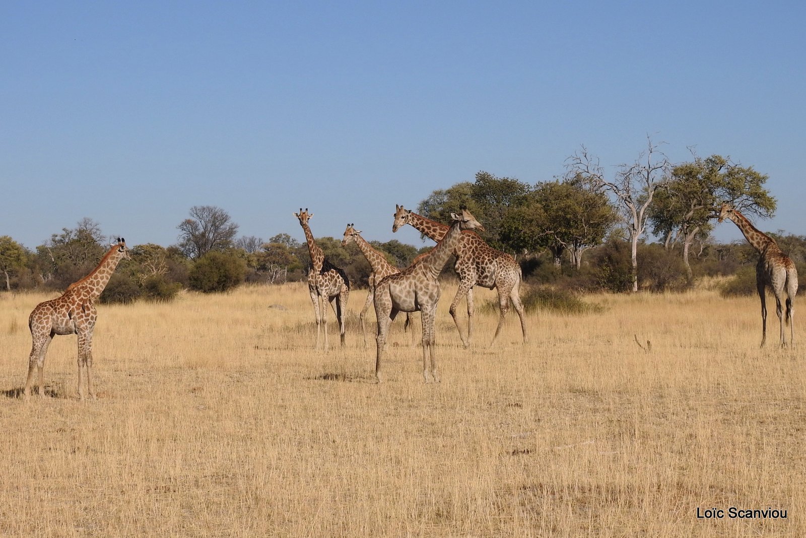 Girafe/Giraffe (8)